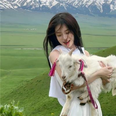 八公犬物语